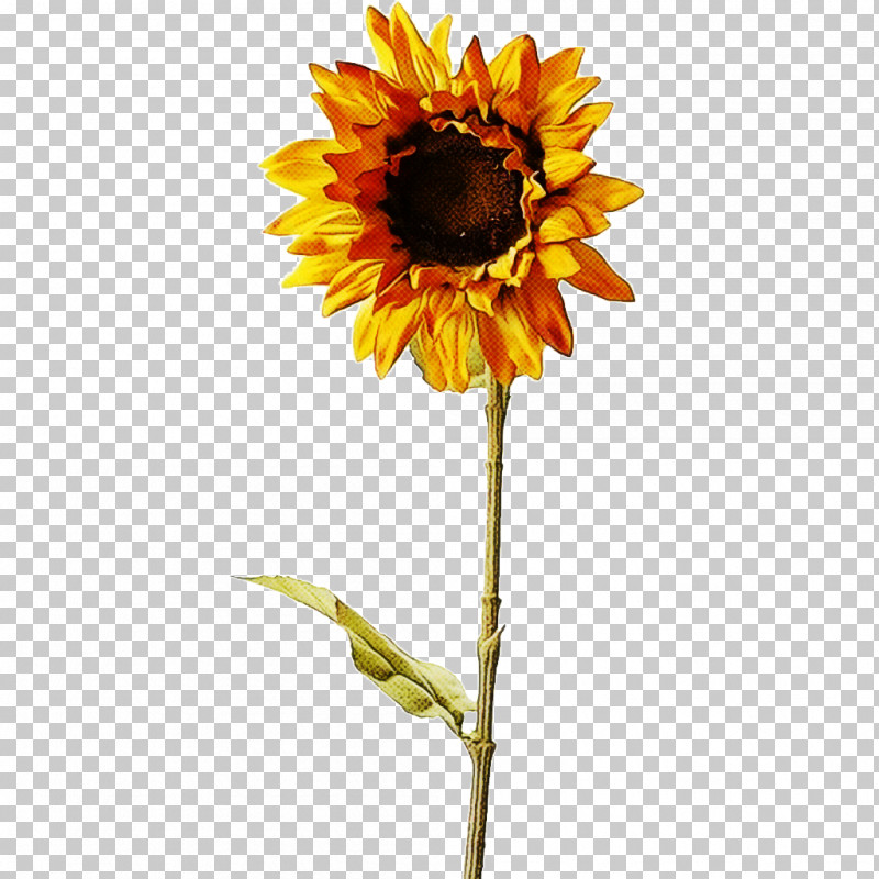 Artificial Flower PNG, Clipart, Aesthetics, Artificial Flower, Chrysanthemum, Common Sunflower, Flower Free PNG Download