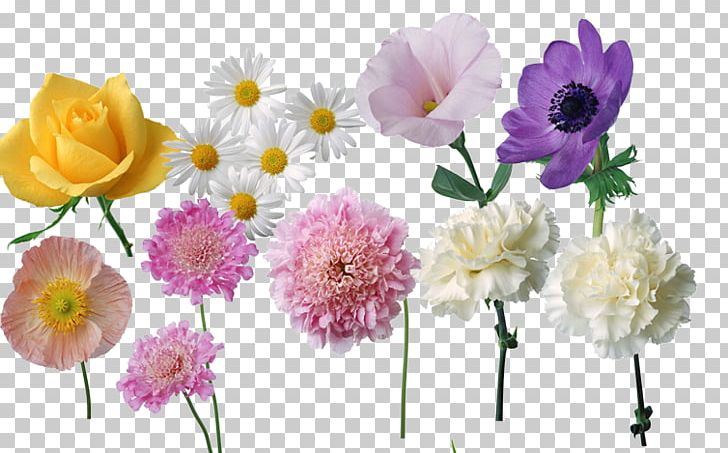 Carnation Peony Cut Flowers Herbaceous Plant Annual Plant PNG, Clipart, Carnation, Chrysanthemum, Cut Flowers, Daisy Vector, Flower Free PNG Download