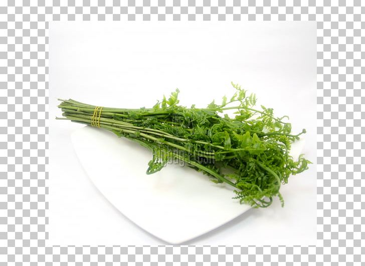 Diplazium Esculentum Fiddlehead Fern Herb Leaf PNG, Clipart, Bigbag, Brassica Juncea, Diplazium Esculentum, Edible Mushroom, Fennel Free PNG Download