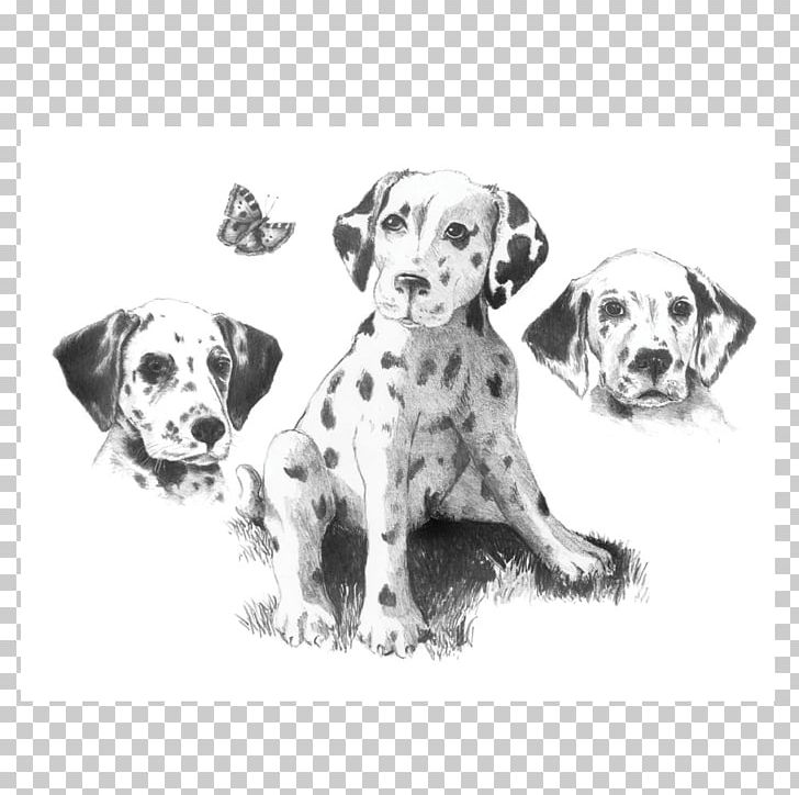 Sketching Made Easy Pencil Drawing Dalmatian Dog Sketch PNG, Clipart, Artist, Canvas, Carnivoran, Companion Dog, Dog Breed Free PNG Download