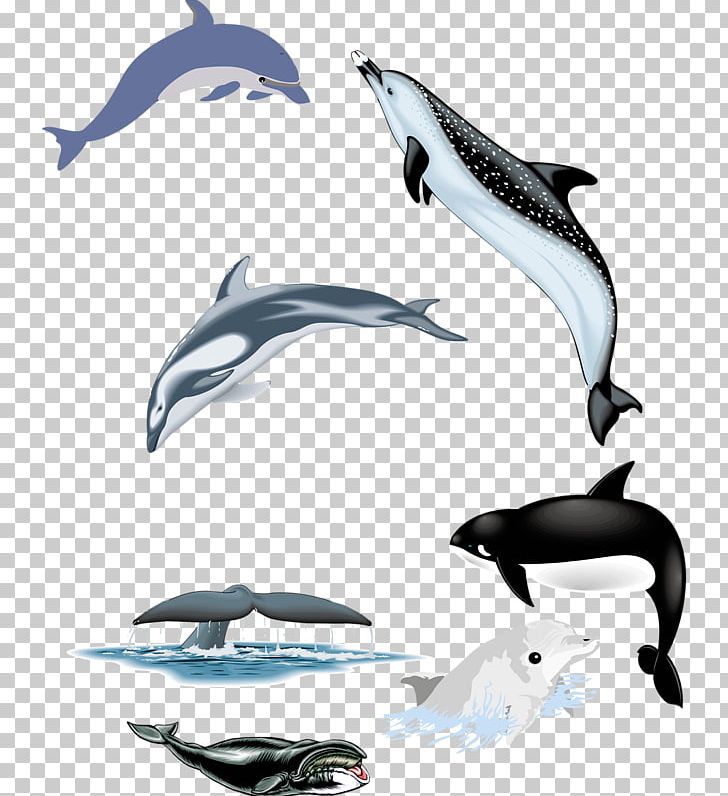 Common Bottlenose Dolphin Tucuxi Short-beaked Common Dolphin White-beaked Dolphin Wholphin PNG, Clipart, Animals, Black, Cute Dolphin, Dolphins, Fauna Free PNG Download