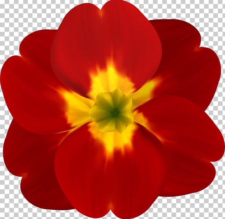 Flower Spring Annual Plant Petal PNG, Clipart, Annual Plant, Eye, Flower, Flowering Plant, Herbaceous Plant Free PNG Download