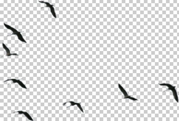 Water Bird Ducks PNG, Clipart, Animal Migration, Animals, Bird, Bird Migration, Charadriiformes Free PNG Download