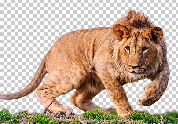 Lion Desktop 4K Resolution High-definition Television PNG, Clipart, 4 K Resolution, 4k Resolution, Animals, Big, Big Cats Free PNG Download