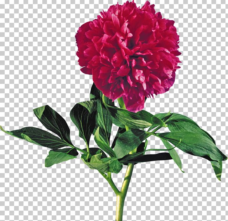 Moutan Peony Flower Red PNG, Clipart, Amaranth Family, Annual Plant, Blog, Burgundy, Carnation Free PNG Download