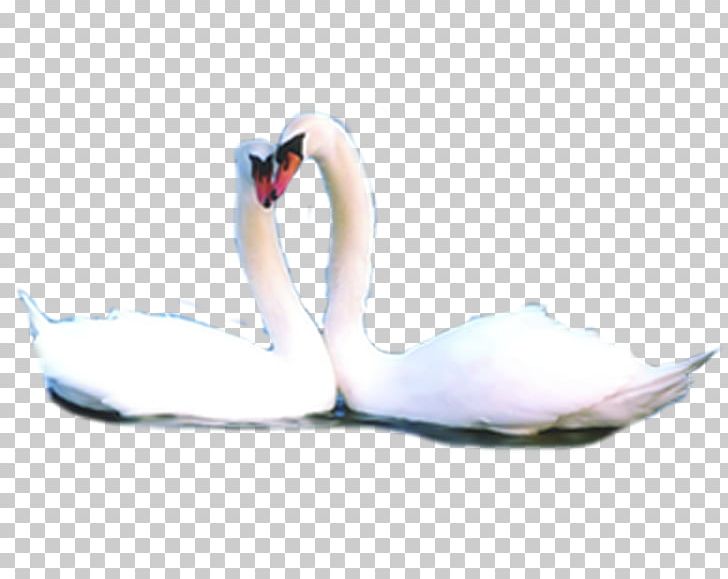 Domestic Goose Black Swan PNG, Clipart, Adobe Illustrator, Animal, Animals, Arm, Beak Free PNG Download