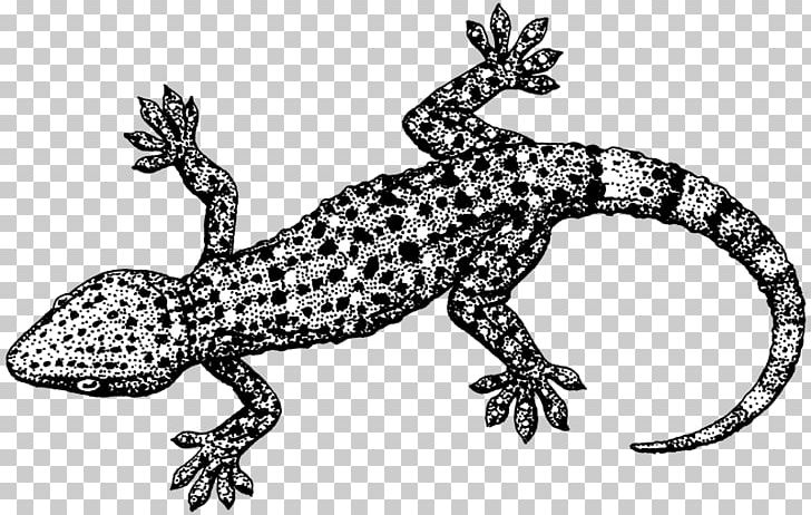 Lizard Tokay Gecko Reptile PNG, Clipart, Amphibian, Animal Figure, Animals, Black And White, Common Leopard Gecko Free PNG Download