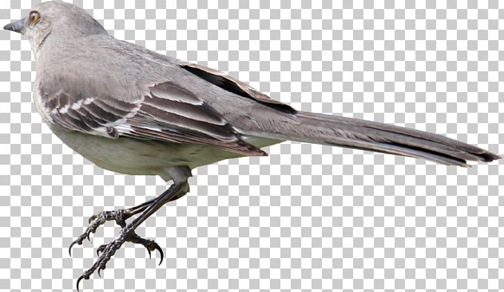 Mockingbird PNG, Clipart, Animals, Beak, Bird Png, Birds, Computer Icons Free PNG Download