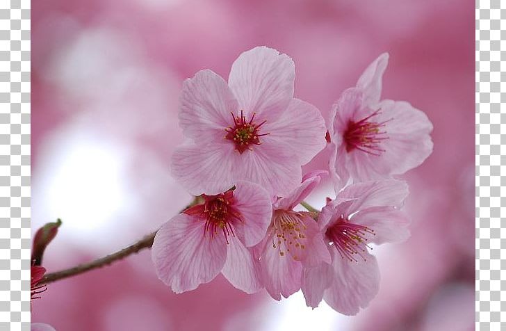 Prunus Serrulata Japan National Cherry Blossom Festival PNG, Clipart, Apples, Blossom, Branch, Cerasus, Cherry Free PNG Download