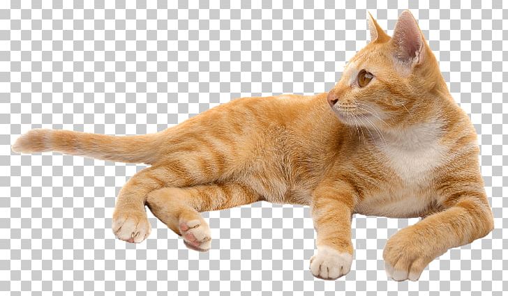 Whiskers European Shorthair American Shorthair American Wirehair Kitten PNG, Clipart, Abyssinian, American Shorthair, American Wirehair, Animals, Bigstock Free PNG Download