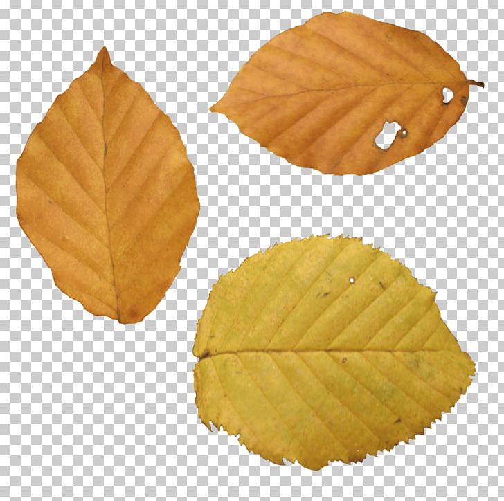 Autumn Leaf Color PNG, Clipart, Autumn, Autumn Leaf Color, Autumn Leaves, Computer Icons, Food Free PNG Download