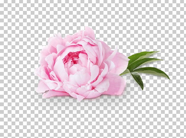 Chinese Peony Desktop PNG, Clipart, Artificial Flower, Aura, Chinese Peony, Cut Flowers, Dazzling Aura Free PNG Download