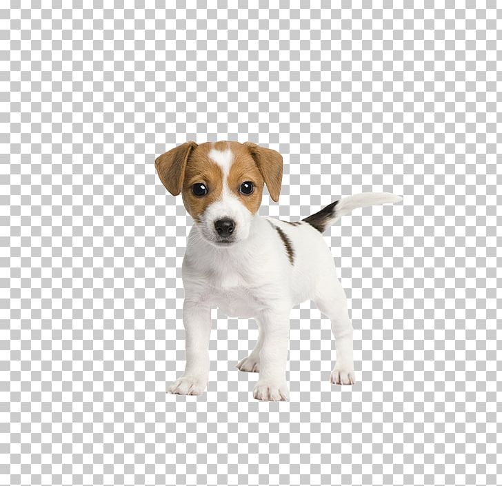 Jack Russell Terrier Puppy Pet Sitting Cuteness PNG, Clipart, Animals, Carnivoran, Cartoon Dog, Companion Dog, Dog Breed Free PNG Download