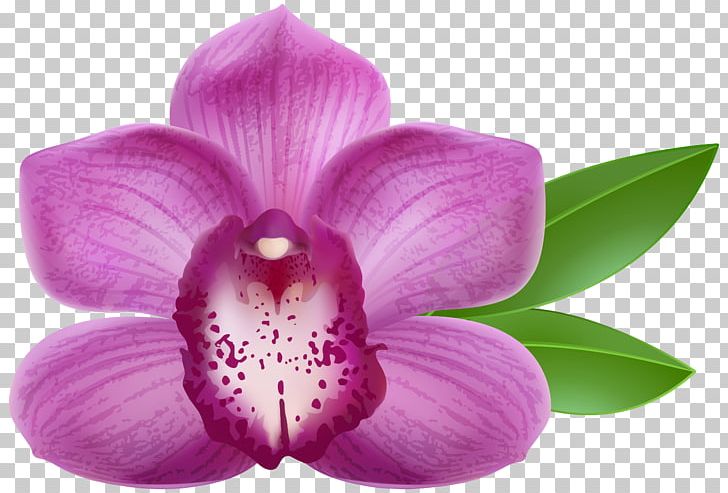 Orchids Art PNG, Clipart, Art, Color, Flower, Flowering Plant, Magenta Free PNG Download