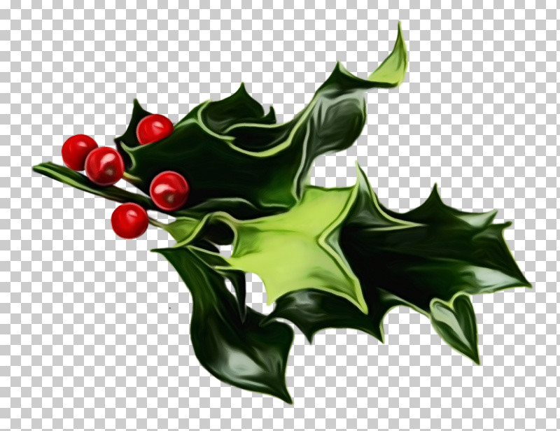 Holly PNG, Clipart, American Holly, Flower, Holly, Hollyleaf Cherry, Leaf Free PNG Download