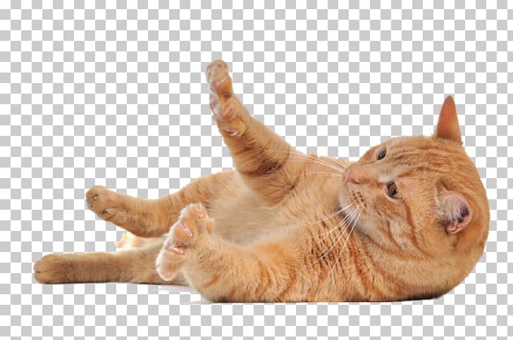 Cat Kitten PNG, Clipart, Animals, Carnivoran, Cat, Cat Like Mammal, Clipping Path Free PNG Download