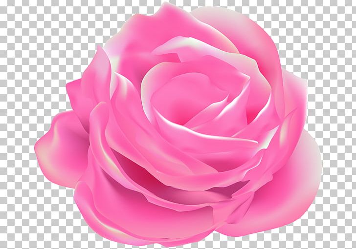 Garden Roses Cabbage Rose Pink Floribunda PNG, Clipart, Cabbage Rose, Cut Flowers, Floribunda, Flower, Flowering Plant Free PNG Download