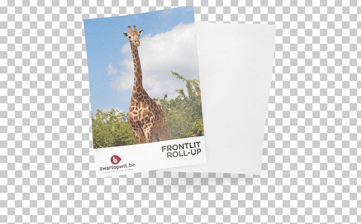 Giraffe Brand PNG, Clipart, Animals, Brand, Fauna, Giraffe, Giraffidae Free PNG Download