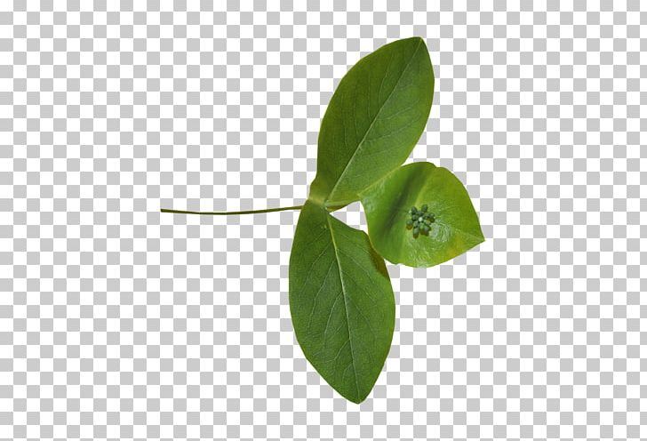 Leaf Portable Network Graphics Psd PNG, Clipart, Art, Branch, Download, Encapsulated Postscript, Green Free PNG Download