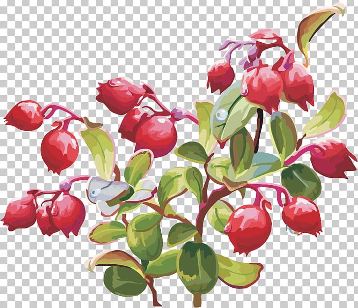 Lingonberry Cranberry PNG, Clipart, Acerola, Acerola Family, Auglis, Berries, Berry Free PNG Download