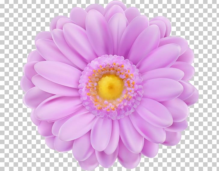 Pink Flowers Computer Icons PNG, Clipart, Aster, Chrysanths, Color, Common Daisy, Computer Icons Free PNG Download