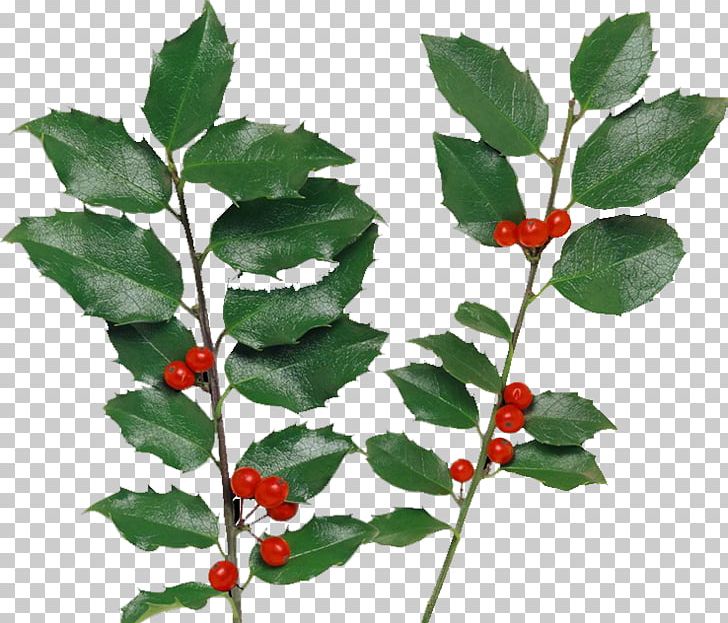Holly Berry PNG, Clipart, Aquifoliales, Auglis, Beautiful, Berry, Branch Free PNG Download