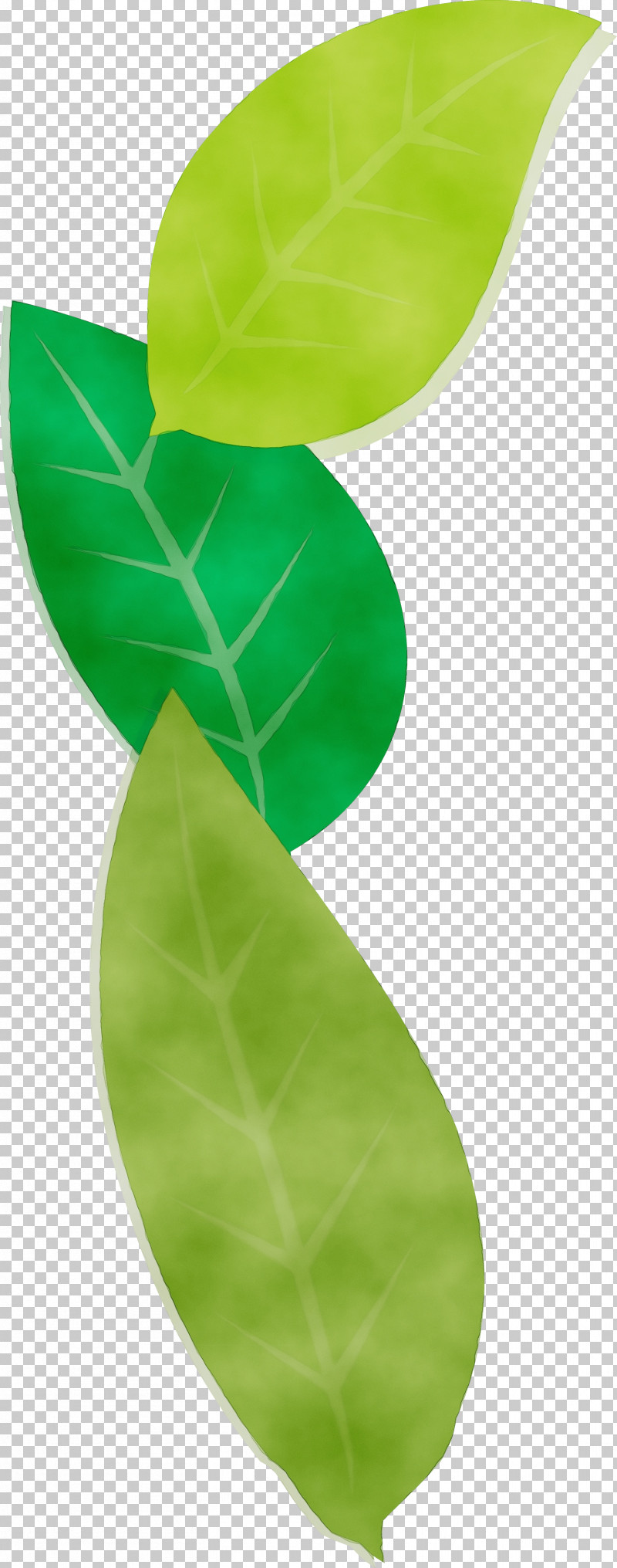 Banana Leaf PNG, Clipart, Banana, Banana Leaf, Green, Paint, Watercolor Free PNG Download