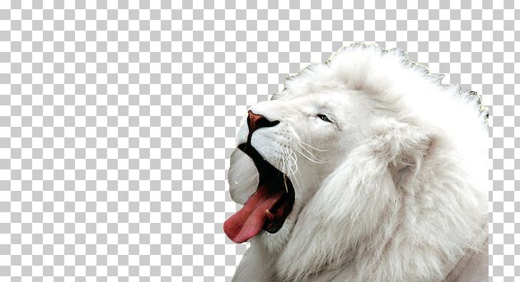 White Lion Desktop Big Cat PNG, Clipart, 4k Resolution, Albinism, Big Cat, Big Cats, Cat Free PNG Download