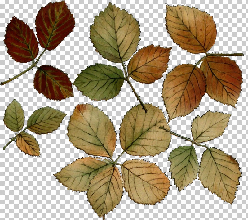 Leaf Slippery Elm Plant Flower Tree PNG, Clipart, Beech, Cinquefoil, Deciduous, Elm, Flower Free PNG Download