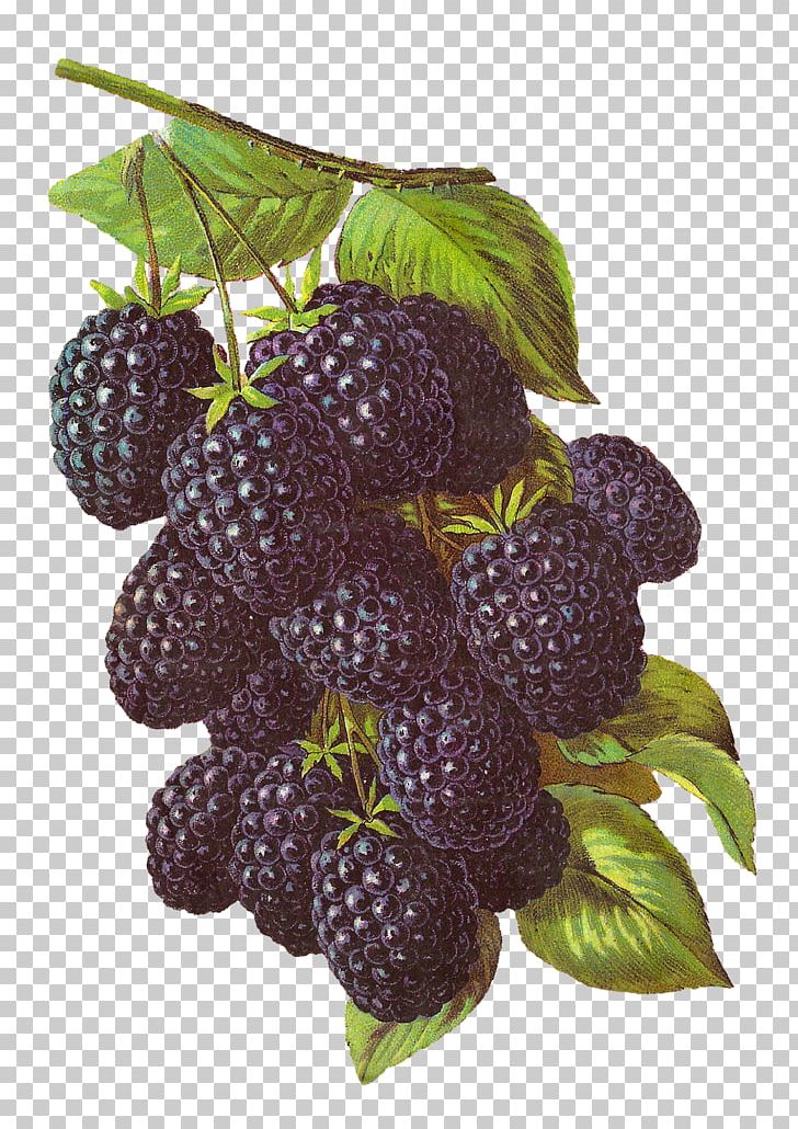 BlackBerry Fruit PNG, Clipart, Amora, Berry, Blackberry Messenger, Botanical Illustration, Botany Free PNG Download