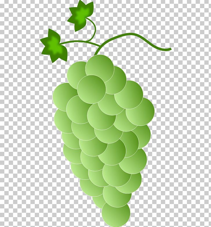 Common Grape Vine Concord Grape White Wine Isabella PNG, Clipart, Berry, Common Grape Vine, Concord Grape, Flowering Plant, Food Free PNG Download