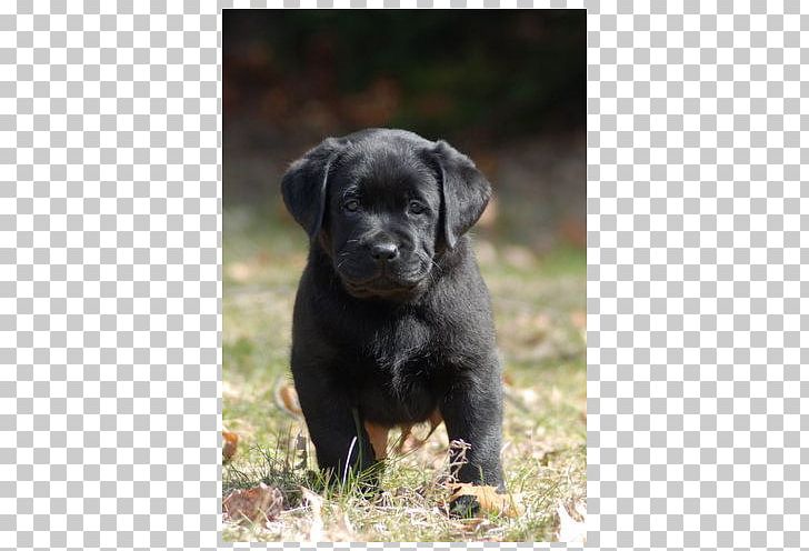 Labrador Retriever Patterdale Terrier Puppy Cane Corso Polish Hunting Dog PNG, Clipart, American Kennel Club, Bree, Breed Group Dog, Cane Corso, Carnivoran Free PNG Download