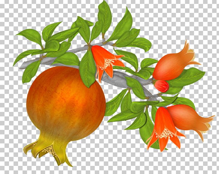 Pomegranate Fruit PNG, Clipart, Artworks, Auglis, Branch, Citrus, Computer Icons Free PNG Download