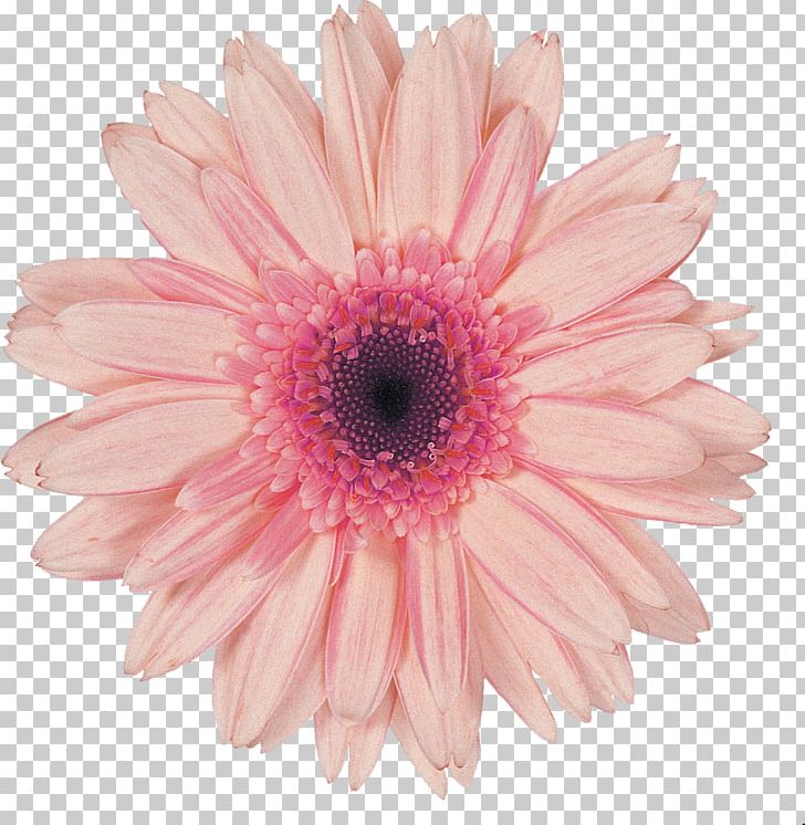 Transvaal Daisy Flower Desktop Stock Photography Pink PNG, Clipart, Arumlily, Blue, Chrysanths, Color, Common Daisy Free PNG Download