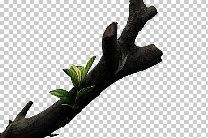 Tree Branch Wood PNG, Clipart, Branch, Branches, Christmas Tree, Coconut Tree, Drawing Free PNG Download