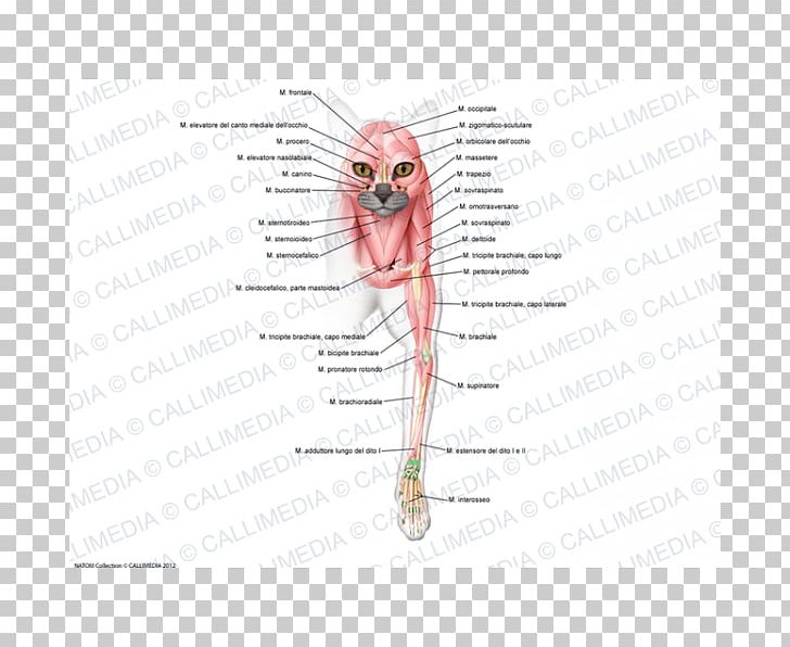Ear /m/02csf Drawing Mouth PNG, Clipart, Angle, Arm, Diagram, Drawing, Ear Free PNG Download