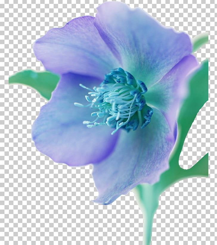 Illustration Flower JPEG Painting PNG, Clipart, Anemone, Bellflower Family, Blue, Cut Flowers, Desktop Wallpaper Free PNG Download