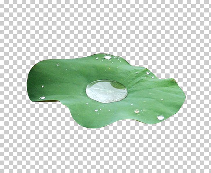 Nelumbo Nucifera Lotus Effect Leaf PNG, Clipart, Background Green, Cli, Drop, Drops, Filename Extension Free PNG Download