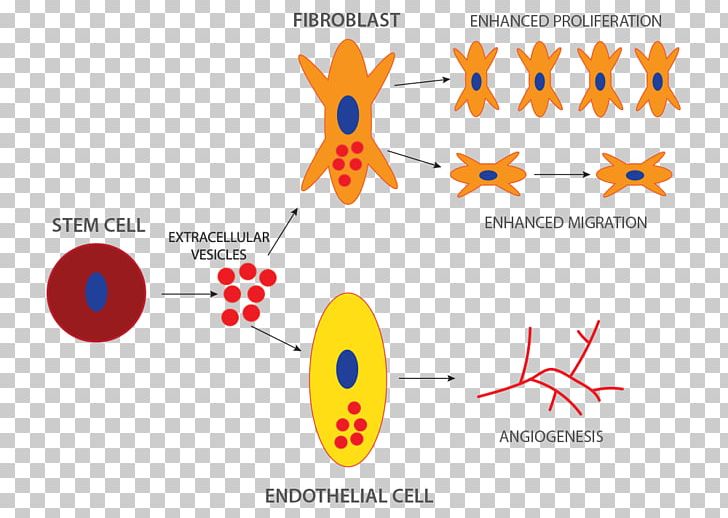 Stem Cell Microvesicles Therapy PNG, Clipart, Angle, Area, Brand, Cell, Cell Therapy Free PNG Download