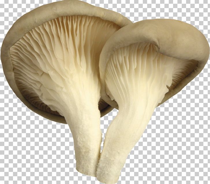 Oyster Mushroom Edible Mushroom Common Mushroom PNG, Clipart, Agaricaceae, Common Mushroom, Computer Icons, Desktop Wallpaper, Download Free PNG Download