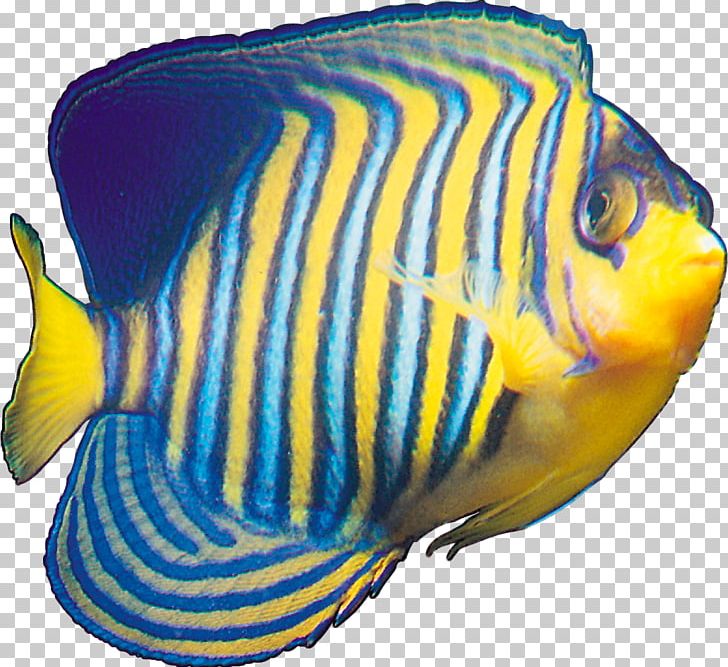 Tropical Fish Yellow Blue PNG, Clipart, Animal, Animals, Aquarium Decor, Aquariums, Blue Free PNG Download