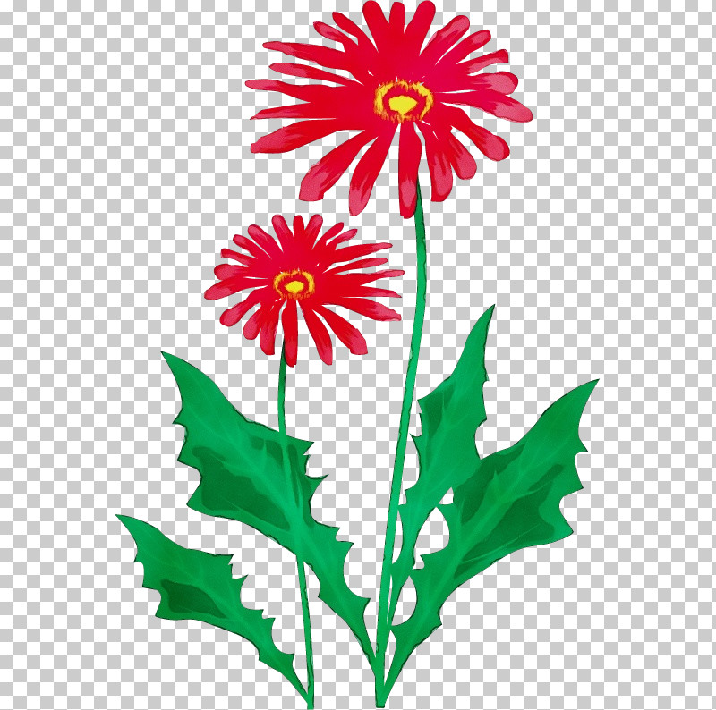 Flower Barberton Daisy Plant Pedicel Gerbera PNG, Clipart, Barberton Daisy, Flower, Gerbera, Paint, Pedicel Free PNG Download