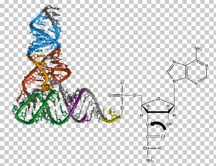 Aminoacyl-tRNA Transfer RNA Aminoacyl TRNA Synthetase Aminoacylation Amino Acid PNG, Clipart, Acid, Adenosine Triphosphate, Amino Acid, Aminoacyltrna, Aminoacyl Trna Synthetase Free PNG Download