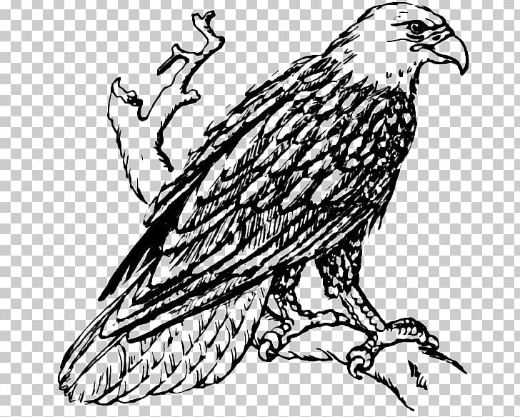 Bald Eagle White-tailed Eagle Golden Eagle PNG, Clipart, Animals, Art, Artwork, Bald Eagle, Beak Free PNG Download