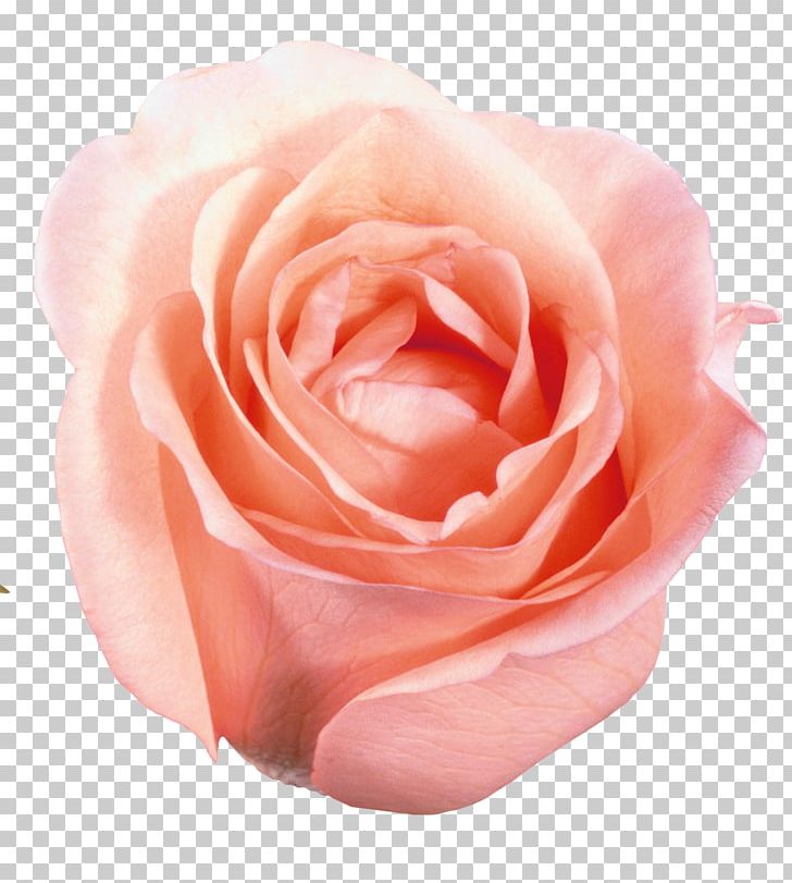 Beach Rose Flower Raster Graphics Pink Petal PNG, Clipart, Blue, Decorative, Floral, Floribunda, Flowers Free PNG Download