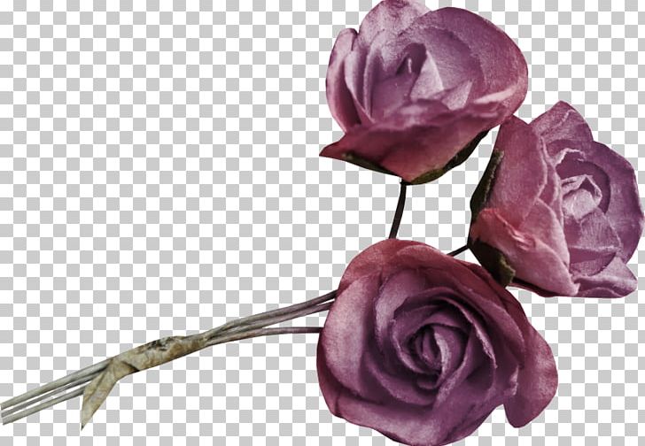 Garden Roses Beach Rose Cabbage Rose Flower PNG, Clipart, Artificial Flower, Beach Rose, Cabbage Rose, Cut Flowers, Desktop Wallpaper Free PNG Download