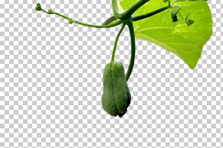 Green Vine Chayote PNG, Clipart, Bergamot, Bergamot Orange, Branch, Cucumber, Cucumber Gourd And Melon Family Free PNG Download