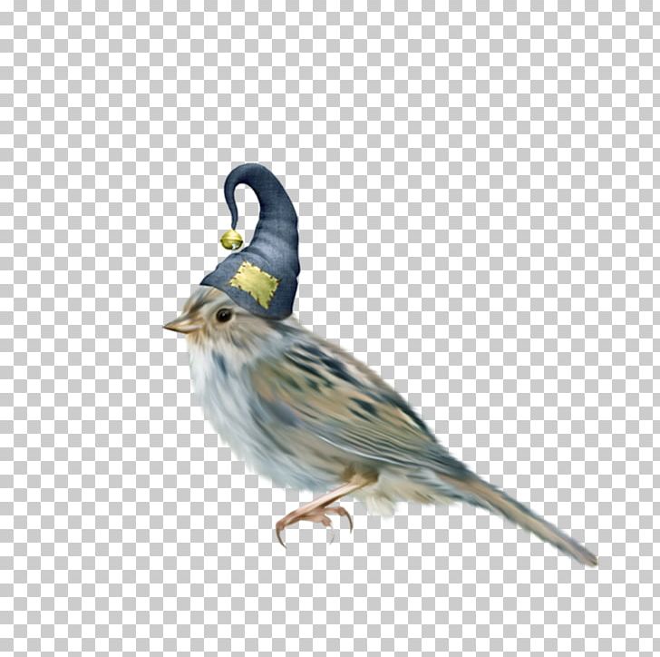 House Sparrow Bird PNG, Clipart, Animal, Beak, Bird, Bird Cage, Birds Free PNG Download