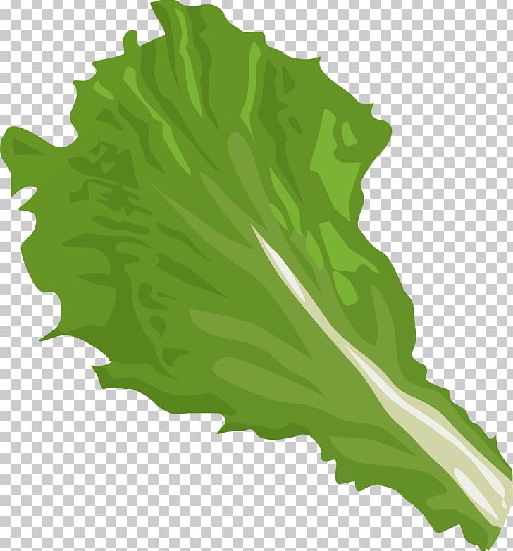 Iceberg Lettuce Romaine Lettuce Vegetable PNG, Clipart, Big Leaves Cliparts, Cabbage, Food, Grass, Green Free PNG Download