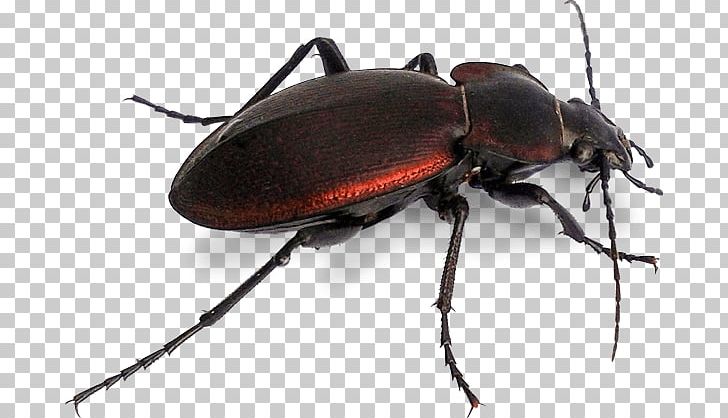 Japanese Rhinoceros Beetle Dung Beetle Stag Beetle Longhorn Beetle PNG, Clipart, Animals, Ant, Arthropod, Beetle, Butterfly Free PNG Download
